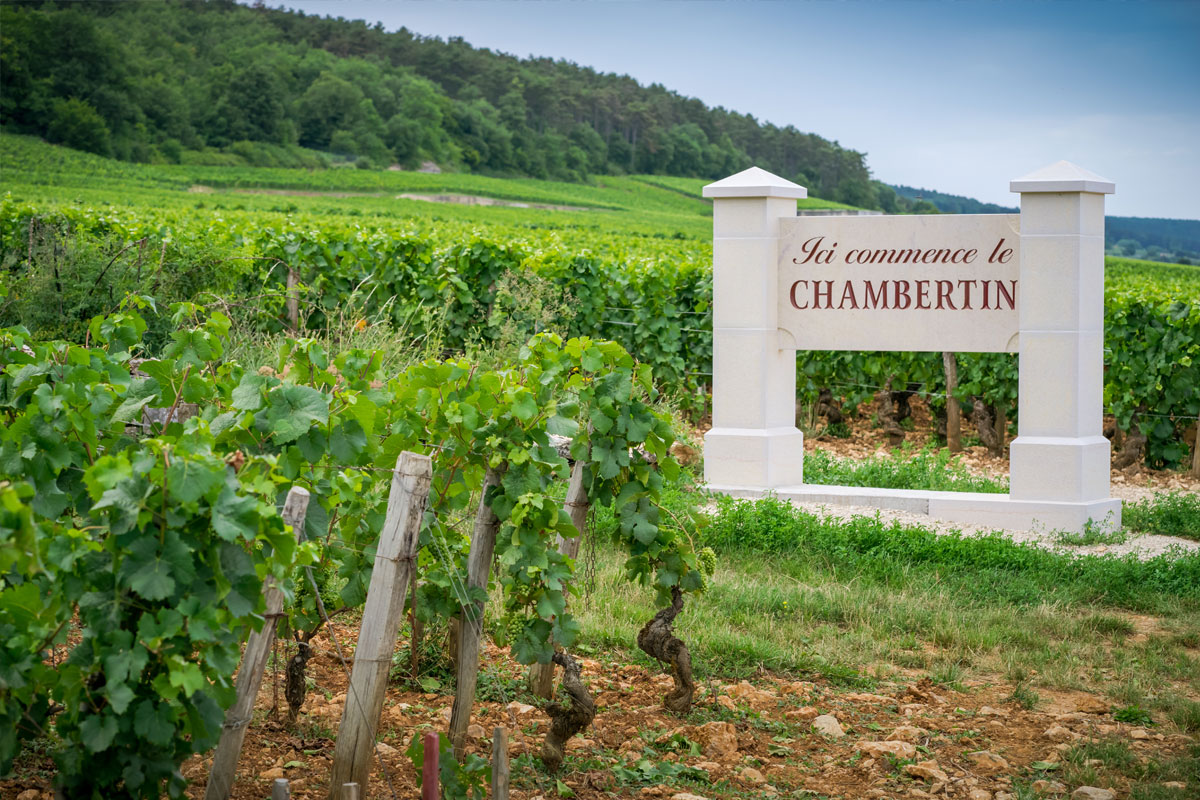 GEVREY-CHAMBERTIN – MADE IN HEAVEN!