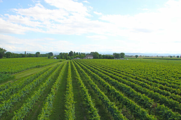 Weingut Lusvardi Wine