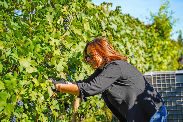 Weingut Lusvardi Wine